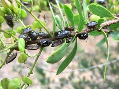 Pseudapines geminata