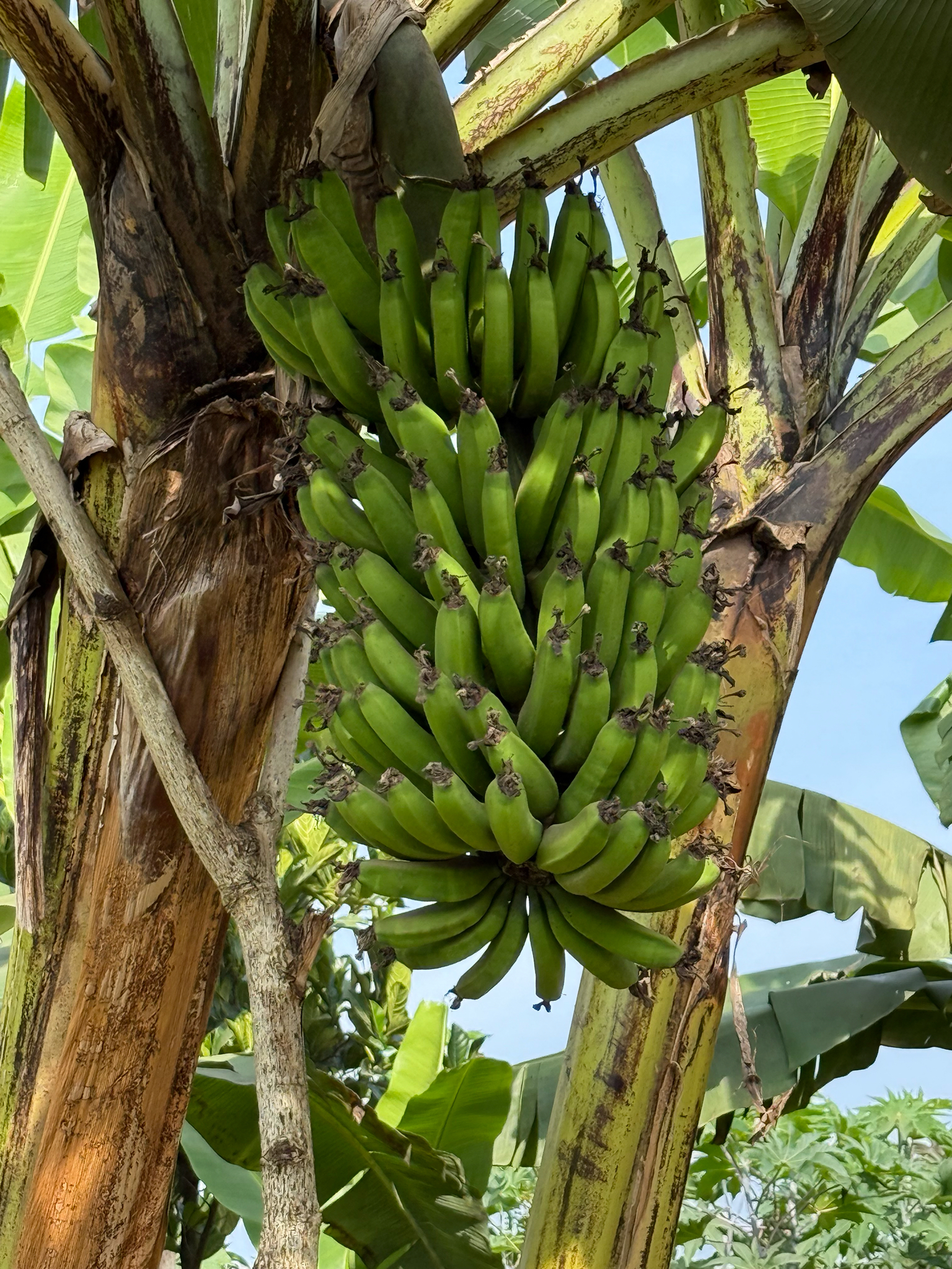 Dwarf Cavendish banana