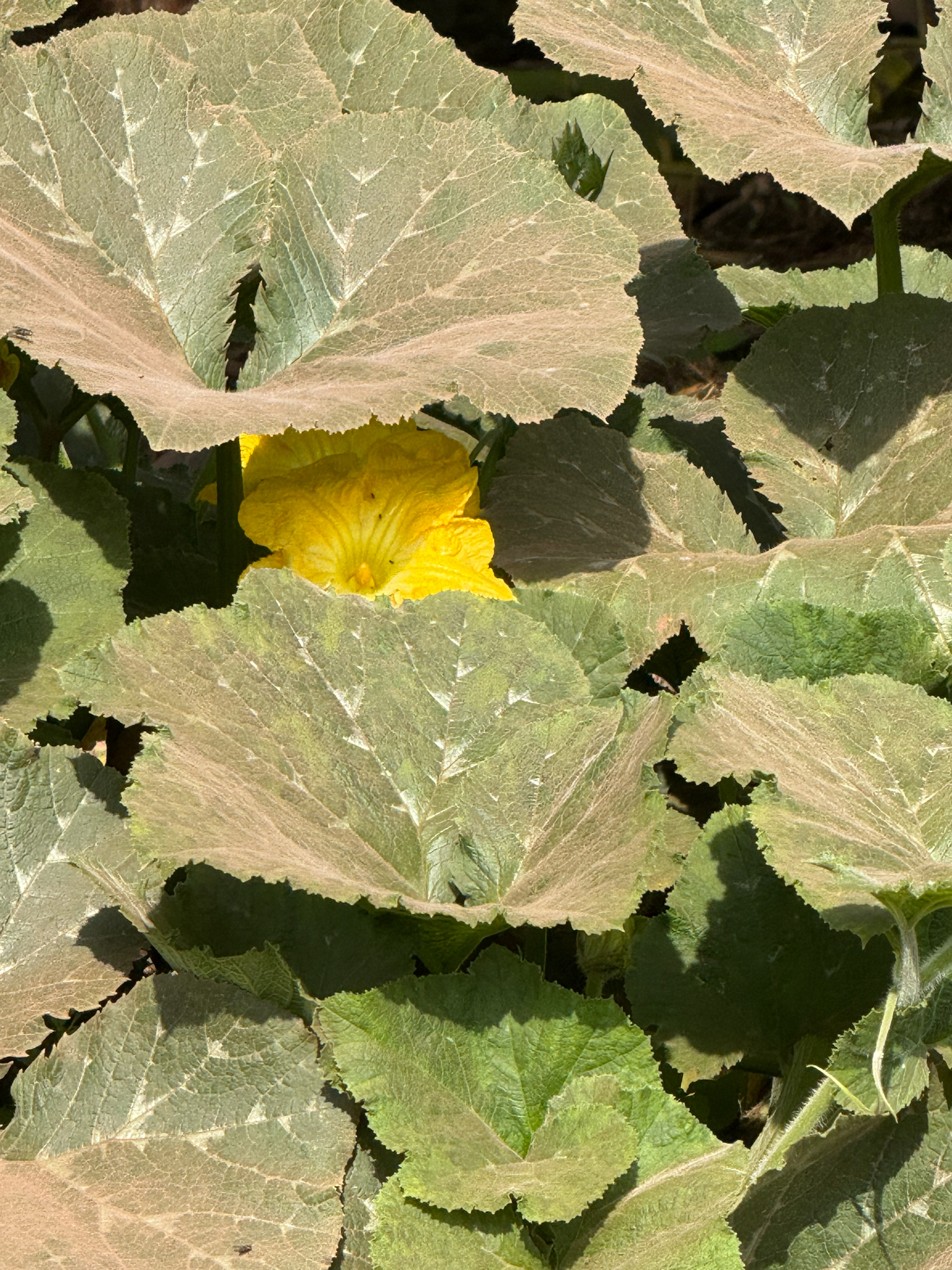 Butternut squash