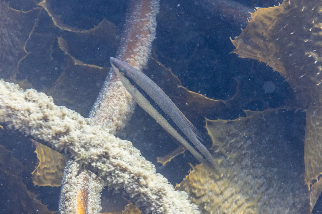 Ground mullet (Neoodax balteatus) — Odacidae