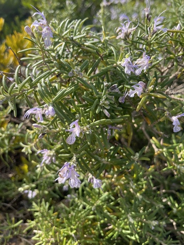 Salbei