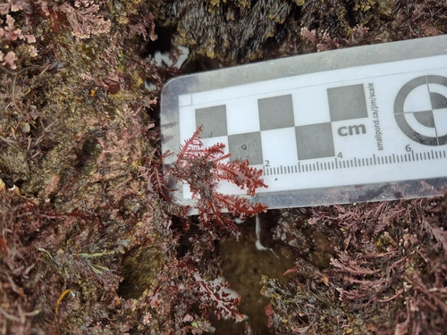 Gelidium spinosum observed 2026-01-04