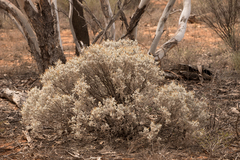 Cratystylis conocephala