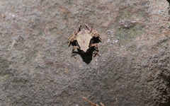 Microhyla palmipes