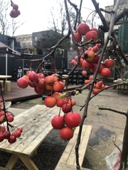 Malus × robusta