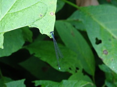 Coeliccia membranipes