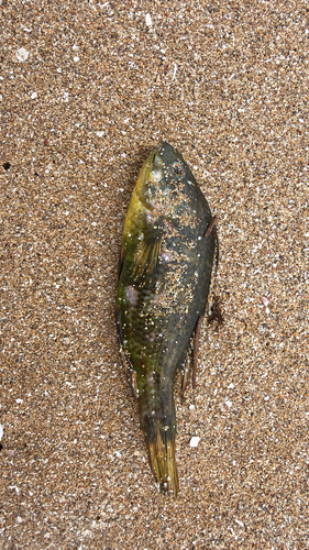 Rainbow cale (Heteroscarus acroptilus) — Odacidae — 3