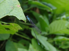 Coeliccia membranipes