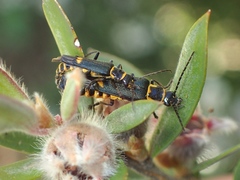 Chauliognathus fernshawensis
