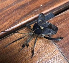 Petascelis remipes