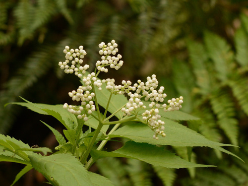 Sambucus gaudichaudiana (Sambucus gaudichaudiana)