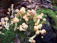 Hypholoma fasciculare