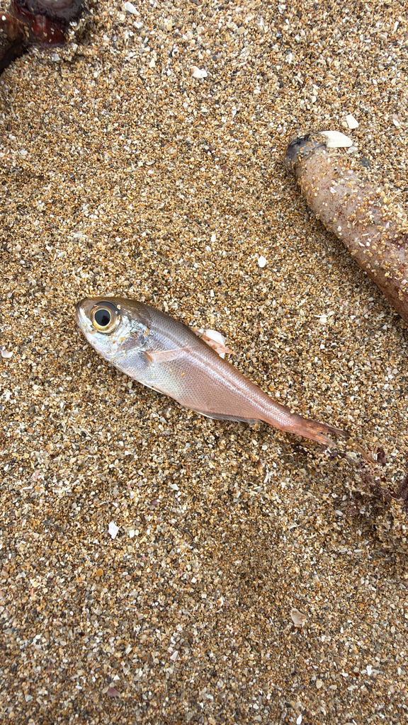 Slanke glasvis (Parapriacanthus elongatus) — Pempheridae