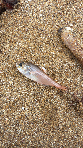 Elongate bullseye (Parapriacanthus elongatus) — Pempheridae