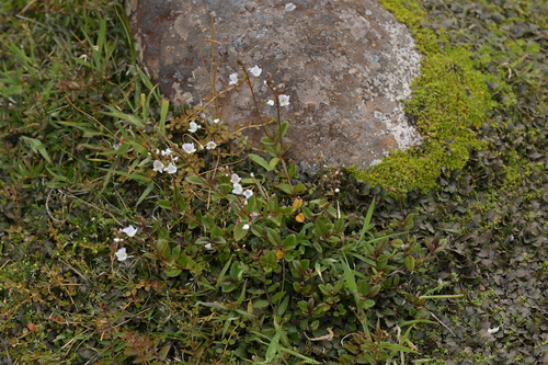 Veronica lanceolata