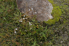 Veronica lanceolata