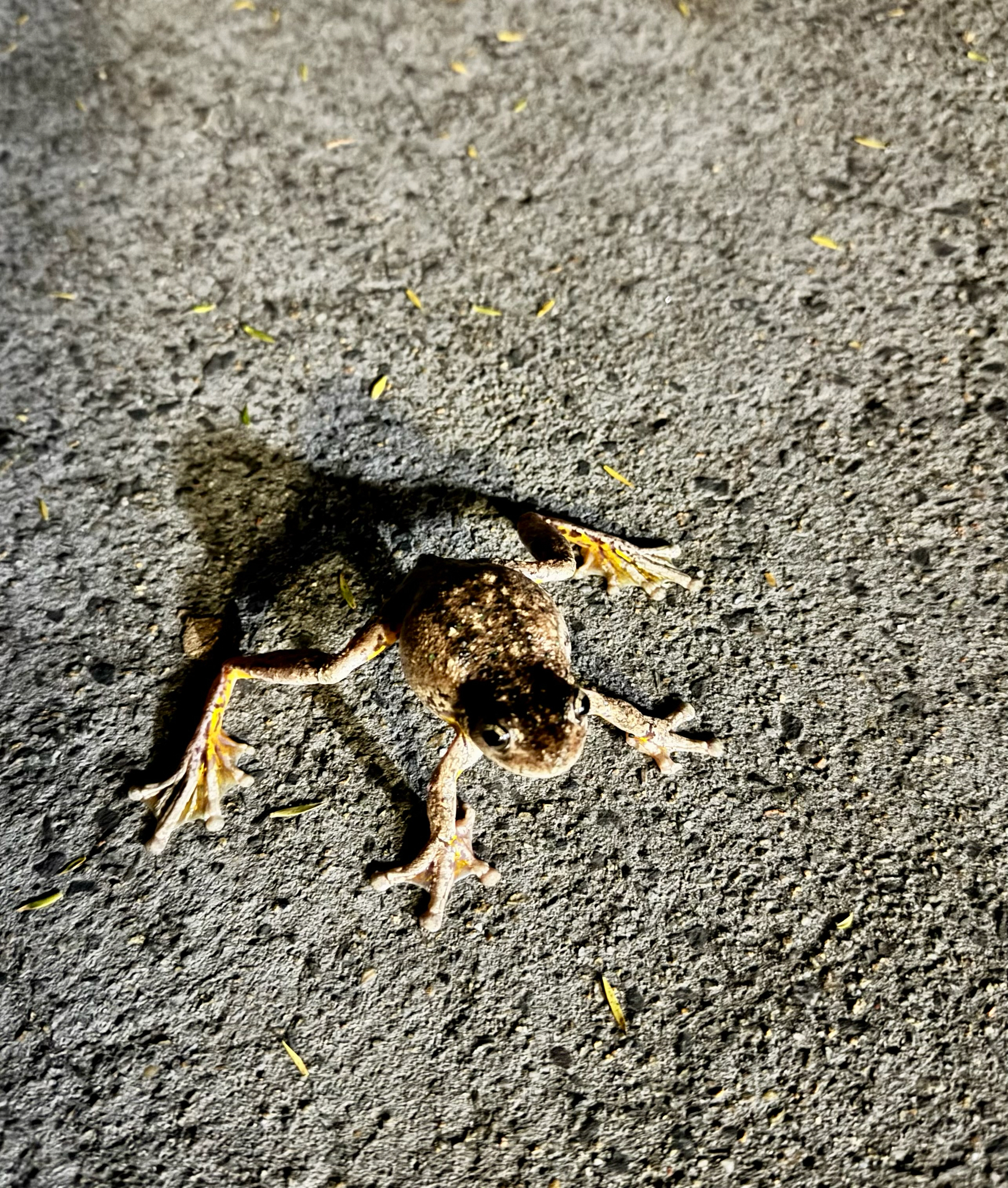 Litoria peronii (Tschudi, 1838)