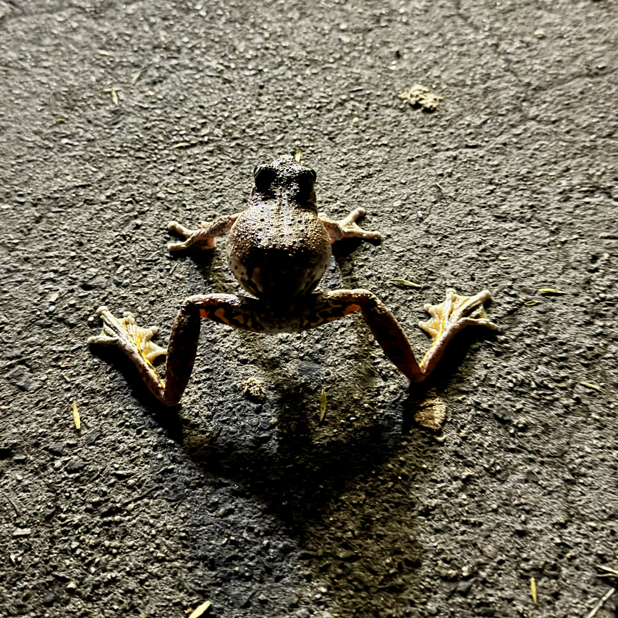 Litoria peronii (Tschudi, 1838)