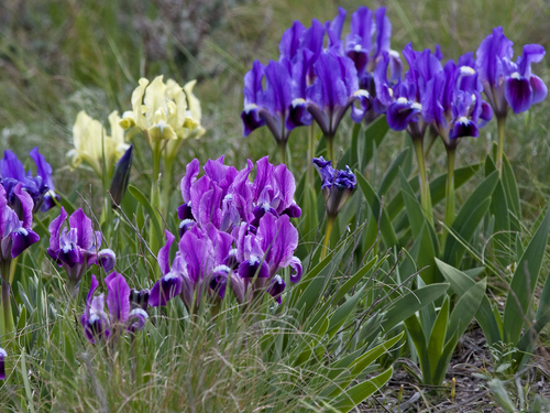 Dwarf Iris