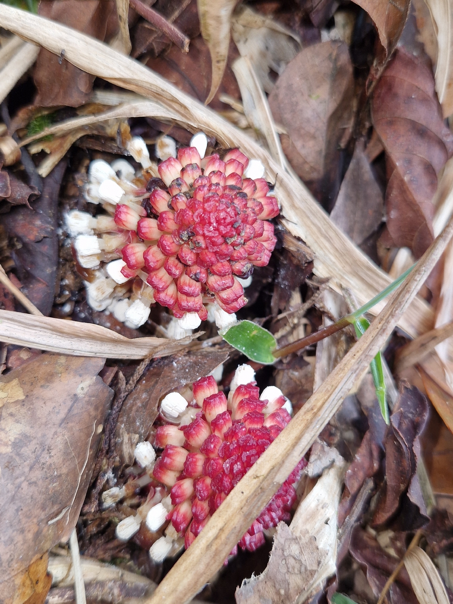 dó đất (Balanophora fungosa)