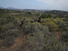 Stegodyphus dumicola