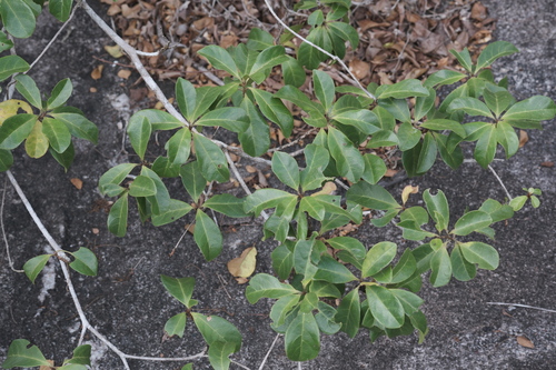 Terminalia amazonia (Terminalia amazonia)