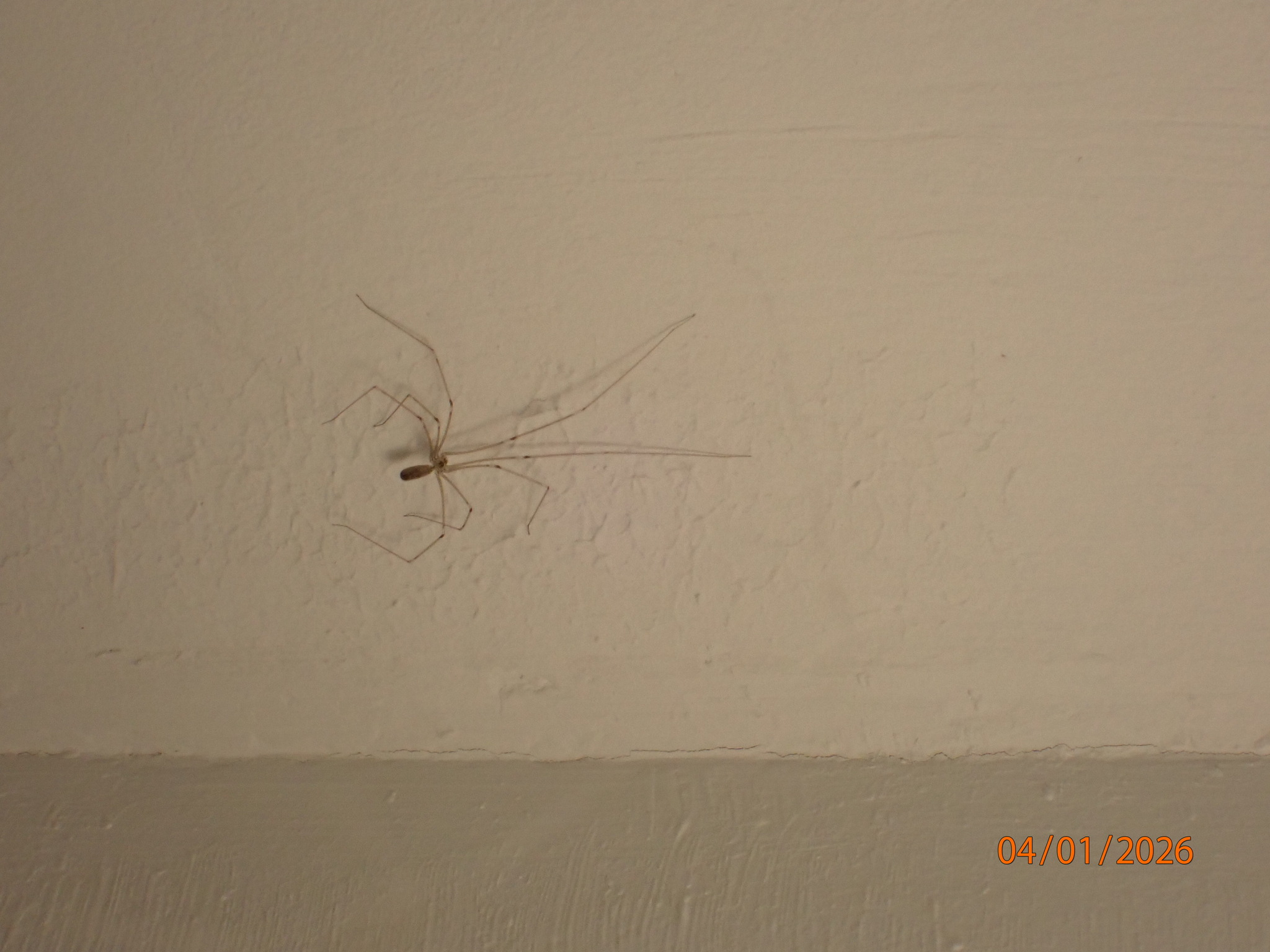 Pholcus phalangioides (Fuesslin, 1775)