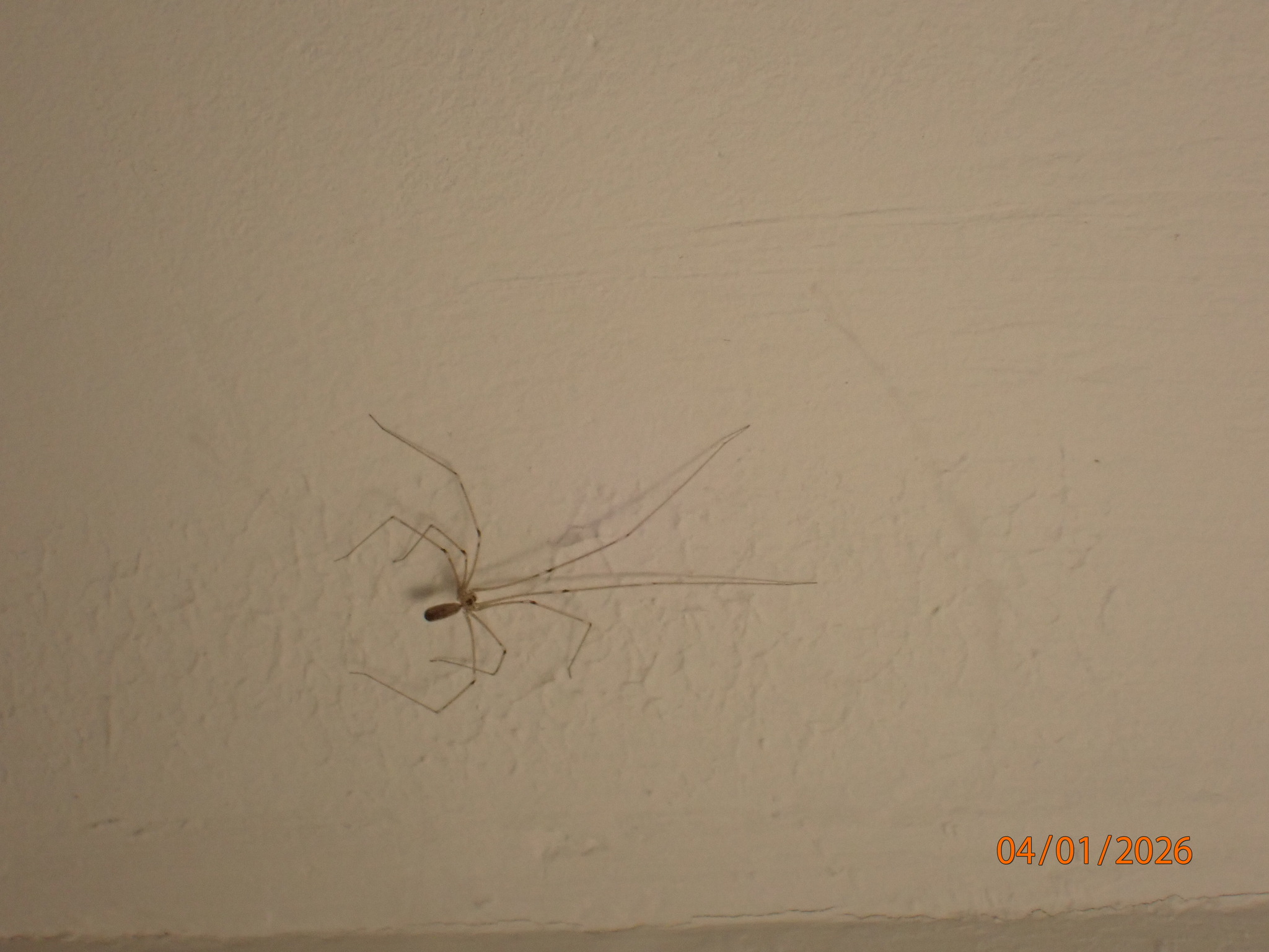 Pholcus phalangioides (Fuesslin, 1775)