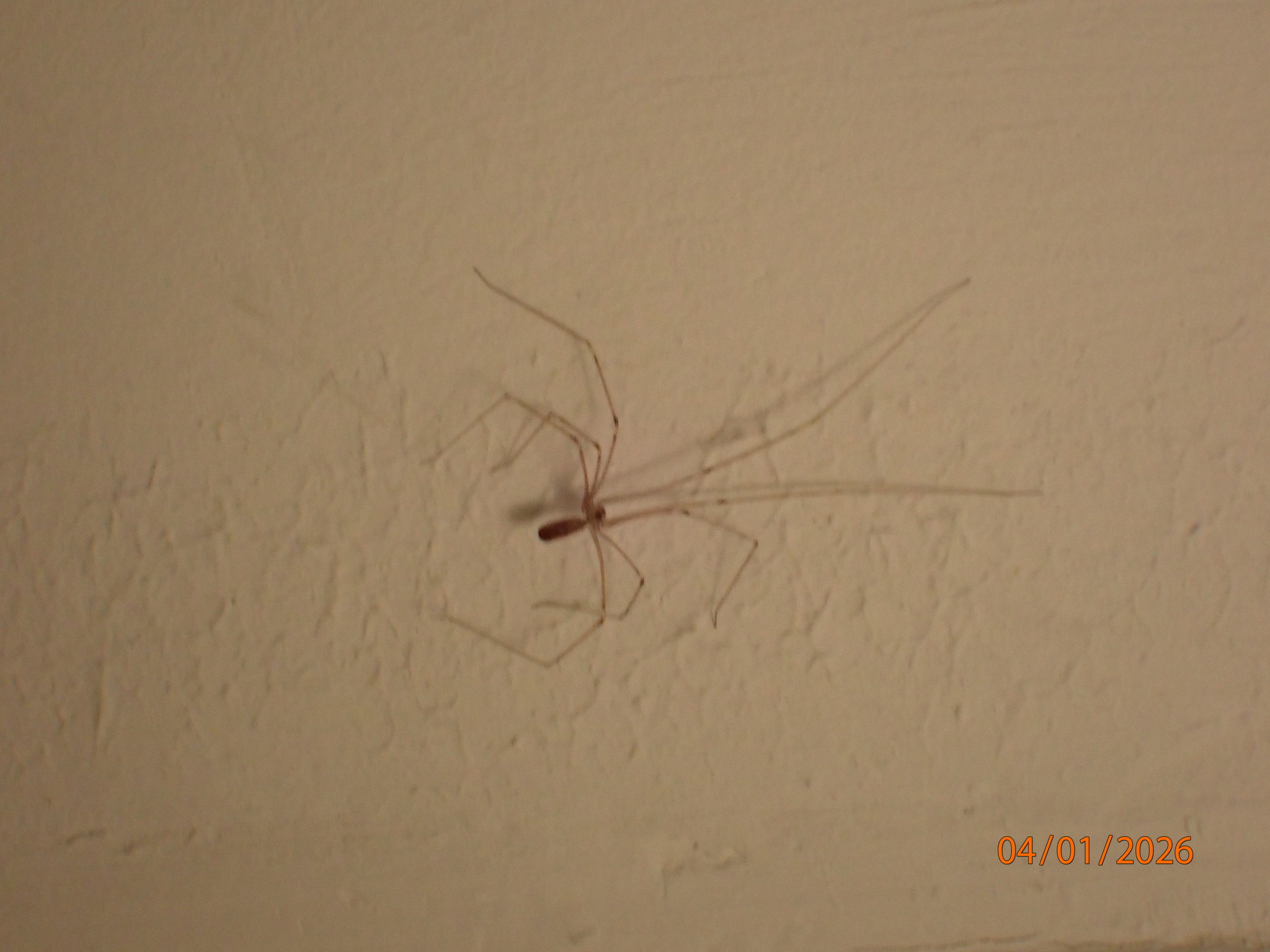 Pholcus phalangioides (Fuesslin, 1775)