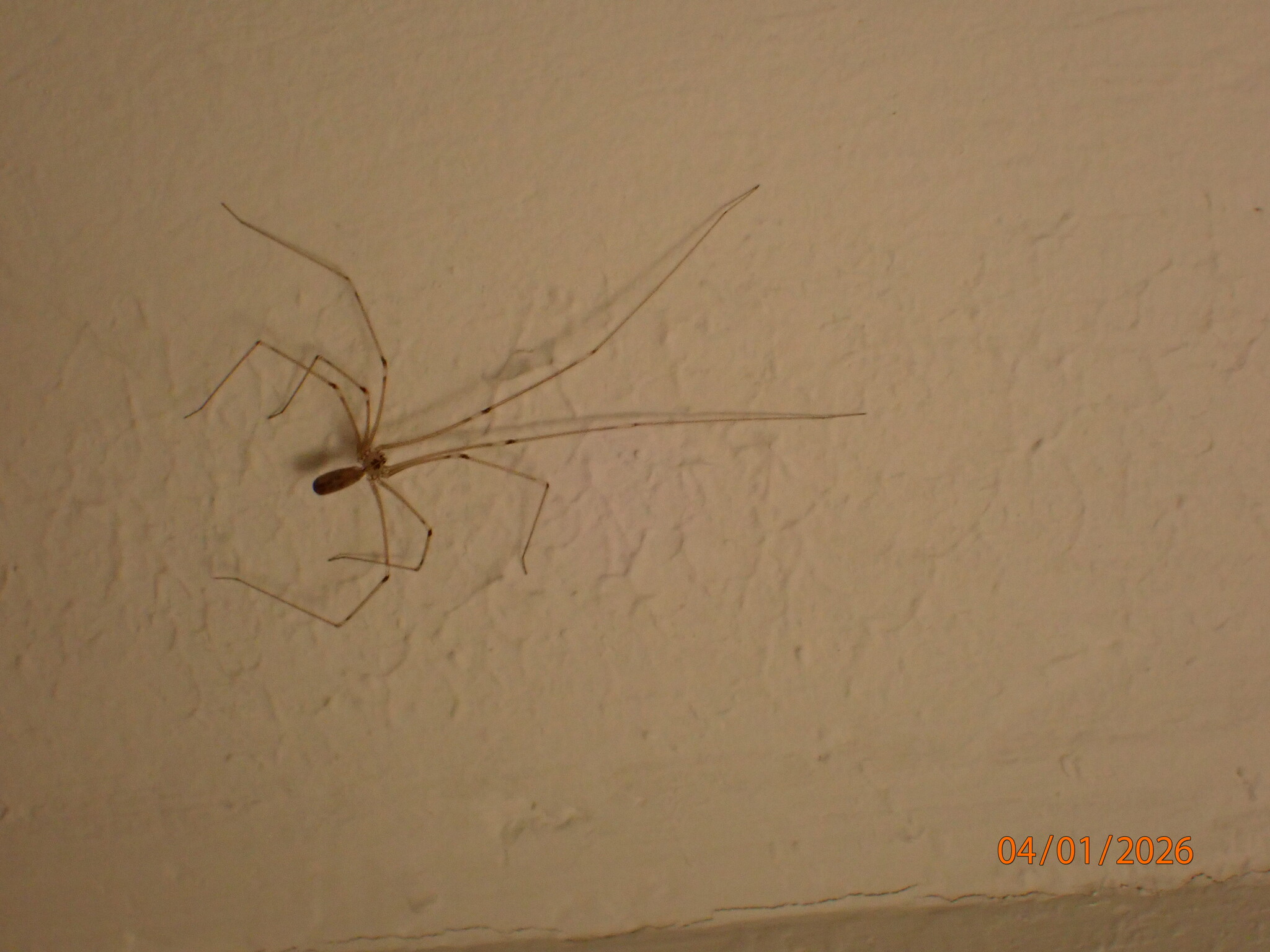 Pholcus phalangioides (Fuesslin, 1775)