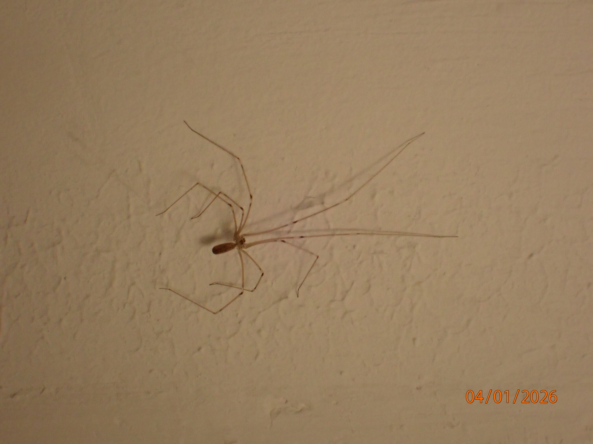 Pholcus phalangioides (Fuesslin, 1775)