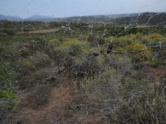 Stegodyphus dumicola