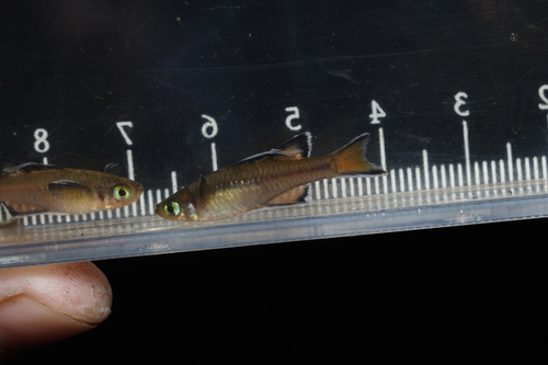 Honey blue-eye (Pseudomugil mellis) — Pseudomugilidae — 2