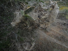 Stegodyphus dumicola