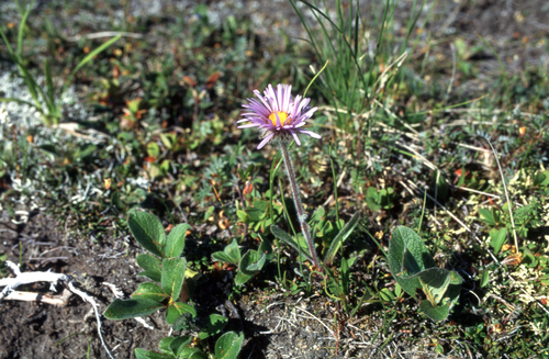 Thunberg’s fleabane (Erigeron thunbergii)
