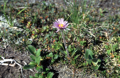 Erigeron thunbergii
