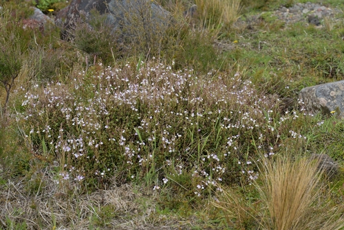 Veronica lanceolata, photograph 1