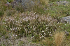 Christopher Stephens, CC BY-SA, iNaturalist via GBIF Veronica lanceolata, photograph Christopher Stephens, CC BY-SA, iNaturalist via GBIF