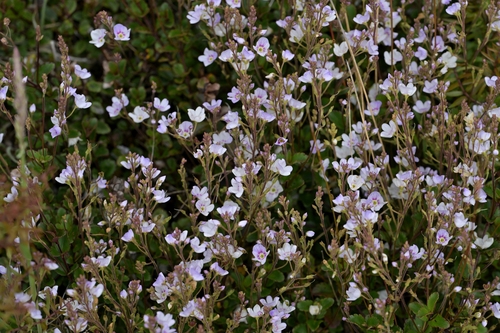 Veronica lanceolata, photograph 2