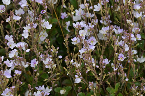 Veronica lanceolata, photograph 3