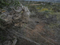 Stegodyphus dumicola