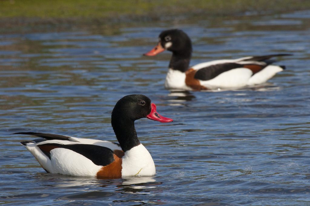 Typical Shelducks