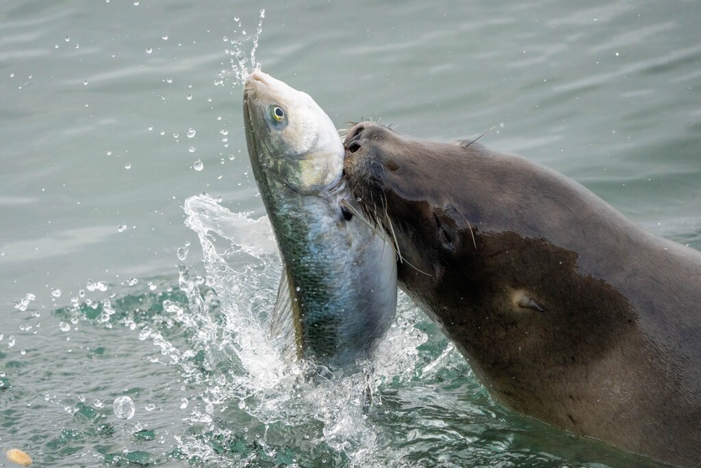Australian salmon (Arripis trutta) — Arripidae