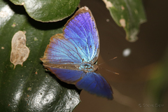 Arhopala micale