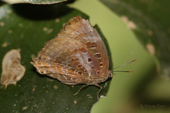 Arhopala micale