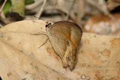 Hypocysta irius