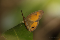 Hypocysta irius