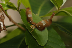 Netrocoryne repanda