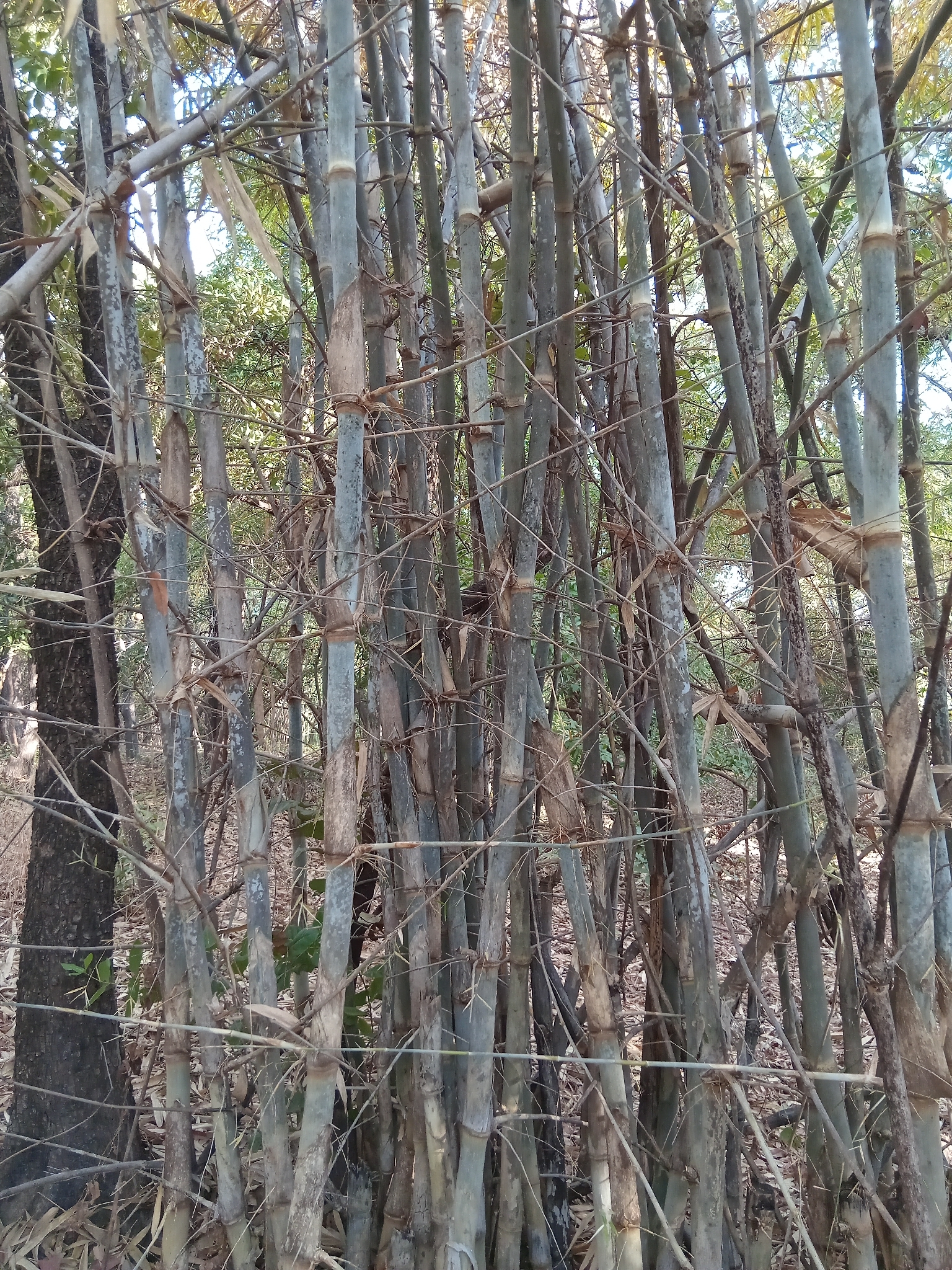 Imagem de bambu-abissínio