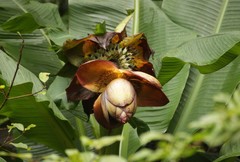 Ensete superbum